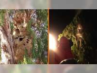 Dinas Pemadam Kebakaran Bojonegoro Kembali Evakuasi Sarang Tawon &lsquo;Ndas&rsquo;