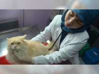 Peran dan Pentingnya Dokter Hewan bagi Manusia