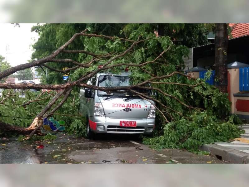 Kota Bojonegoro Diterjang Angin, Belasan Pohon Tumbang, Separo Kota Listrik Padam