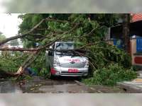 Kota Bojonegoro Diterjang Angin, Belasan Pohon Tumbang, Separo Kota Listrik Padam
