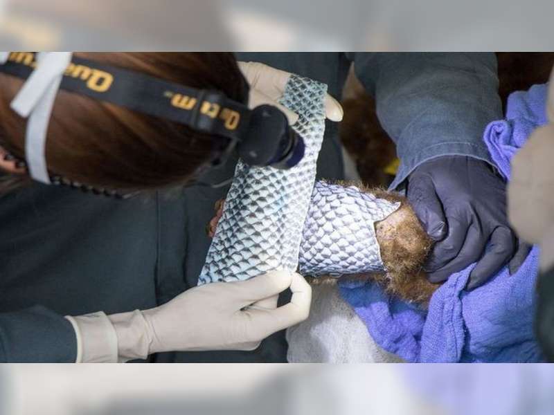 Dokter Hewan Gunakan Kulit Ikan Nila Hitam untuk Sembuhkan Luka Bakar