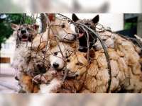 Lemahnya Tindakan Hukum Terhadap Pelaku Tindak Kekerasan pada Hewan