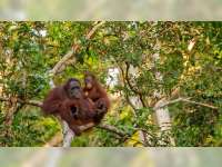 Selamatkan Orang Utan dari Kepunahan