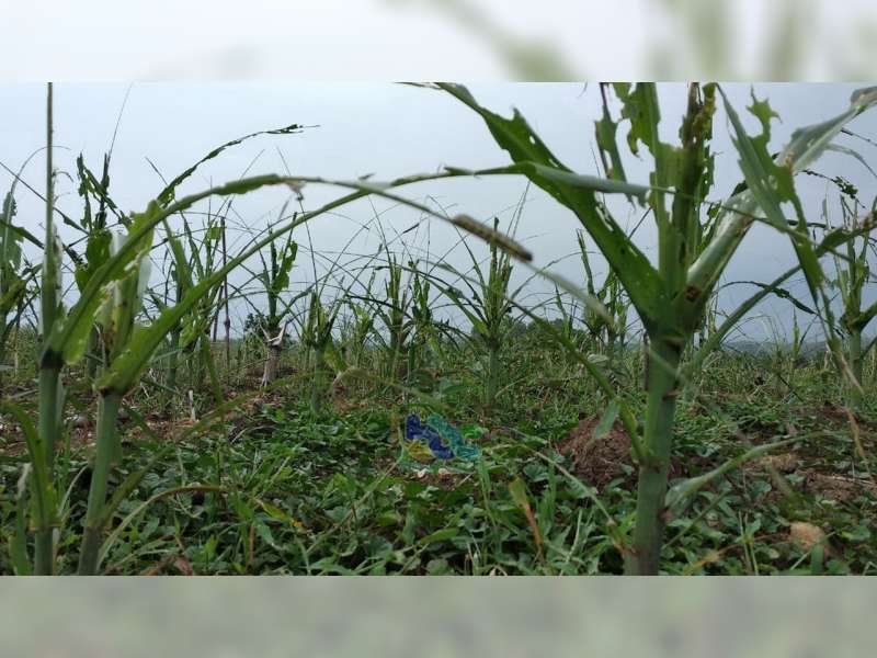 Tanaman Jagung Warga Desa Sengon Kecamatan Ngambon Bojonegoro Diserang Hama Ulat Hijau