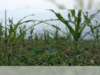 Tanaman Jagung Warga Desa Sengon Kecamatan Ngambon Bojonegoro Diserang Hama Ulat Hijau