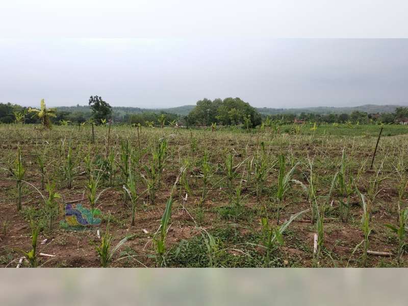 Hama Ulat Hijau Serang Tanaman Jagung di 3 Wilayah Kecamatan di Bojonegoro