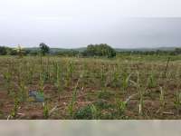 Hama Ulat Hijau Serang Tanaman Jagung di 3 Wilayah Kecamatan di Bojonegoro