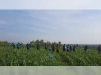 Dinas Pertanian Bojonegoro Lakukan Pengendalian Hama Ulat Hijau pada Tanaman Jagung Petani