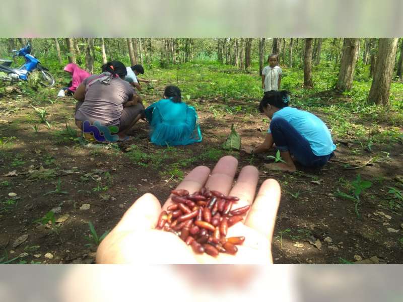 Warga Pinggiran Hutan Jati di Temayang Bojonegoro Mulai Berburu Enthung