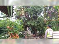 Dinas Pemadam Kebakaran Bojonegoro Kembali Musnahkan Sarang Tawon Vespa