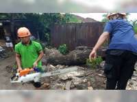 Pengendara Motor di Balen Bojonegoro Terluka Tertimpa Pohon Tumbang