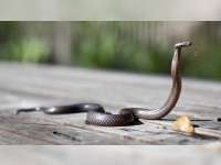 Dinas Pemadam Kebakaran Bojonegoro Kembali Evakuasi Ular Kobra dari Rumah Warga