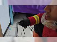 Dinas Damkar Bojonegoro Kembali Evakuasi Ular Kobra dari Rumah Dinas Bidan Desa di Ngambon