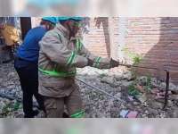 Lagi, 15 Ekor Ular Kobra Berhasil Dievakuasi Dinas Pemadam Kebakaran Bojonegoro