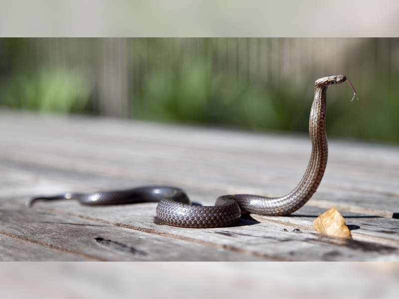 Dinas Pemadam Kebakaran Bojonegoro Kembali Evakuasi 2 Ekor Induk Ular Kobra