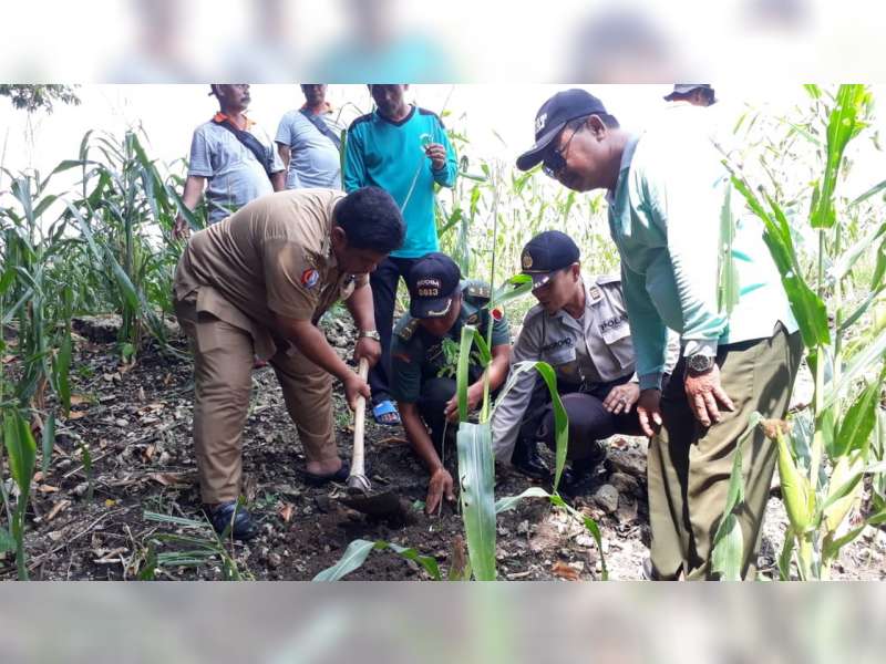 Aparat Kecamatan Bubulan Bojonegoro, Tanam 2.000 Bibit Pohon Penghijauan