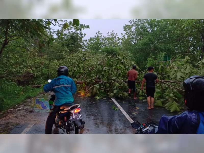 Akibat Hujan Disertai Angin, Belasan Pohon di Bojonegoro Tumbang