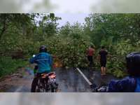 Akibat Hujan Disertai Angin, Belasan Pohon di Bojonegoro Tumbang