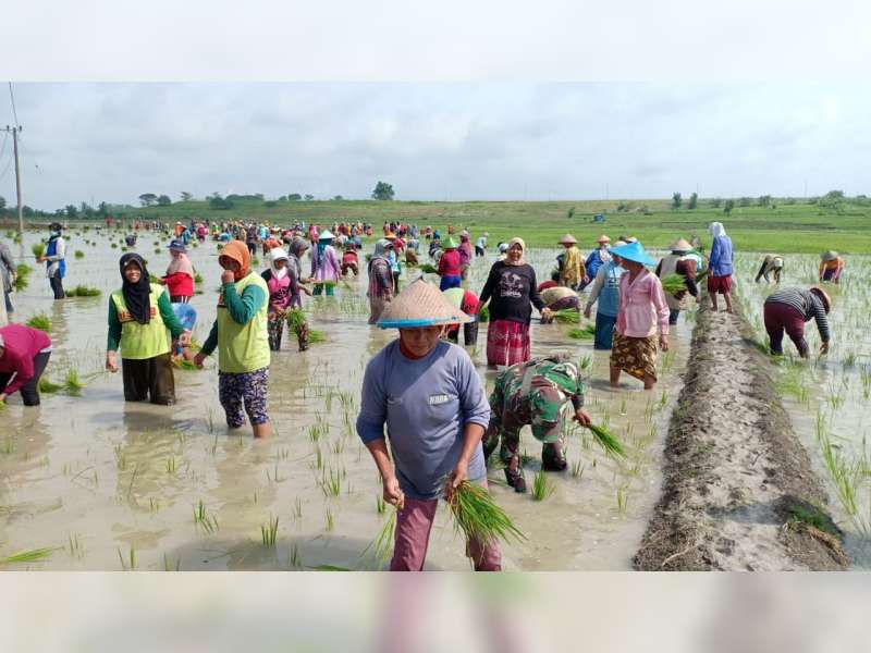 Masyarakat Desa Mojodelik Bojonegoro Masih Lestarikan Tradisi 'Wiwit'