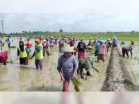 Masyarakat Desa Mojodelik Bojonegoro Masih Lestarikan Tradisi 'Wiwit'