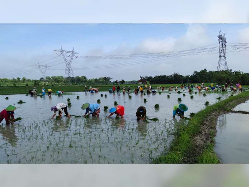 Pancalan, Tradisi Tanam Padi Massal di Desa Bakalan Tambakrejo Bojonegoro