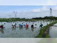 Pancalan, Tradisi Tanam Padi Massal di Desa Bakalan Tambakrejo Bojonegoro