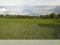 Alokasi Pupuk Bersubsidi Berkurang, Dinas Pertanian Bojonegoro Ajukan Penambahan Alokasi