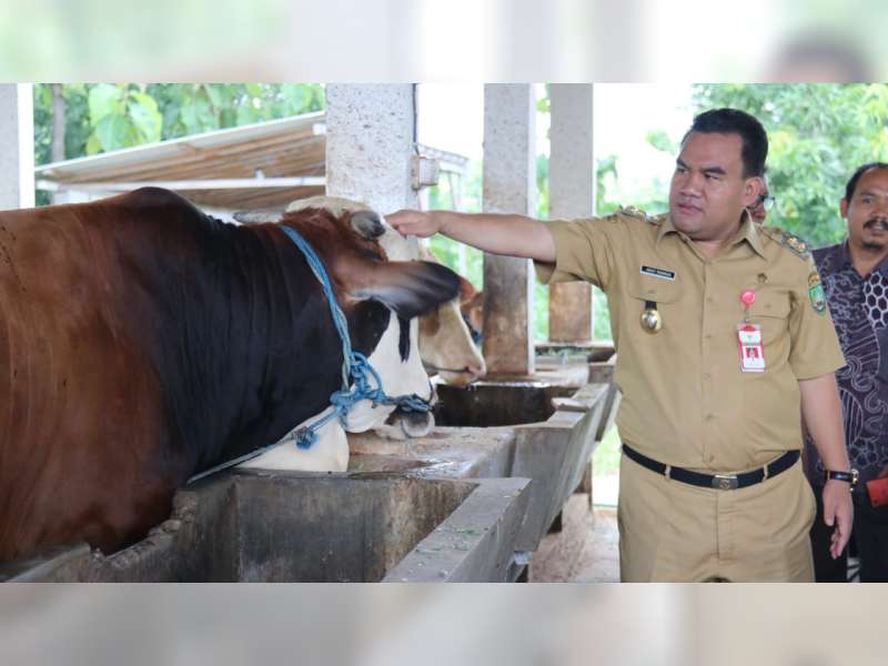Pemkab Blora Dorong KUD dan BUMDes Kembangkan Usaha Penggemukan Sapi