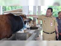 Pemkab Blora Dorong KUD dan BUMDes Kembangkan Usaha Penggemukan Sapi