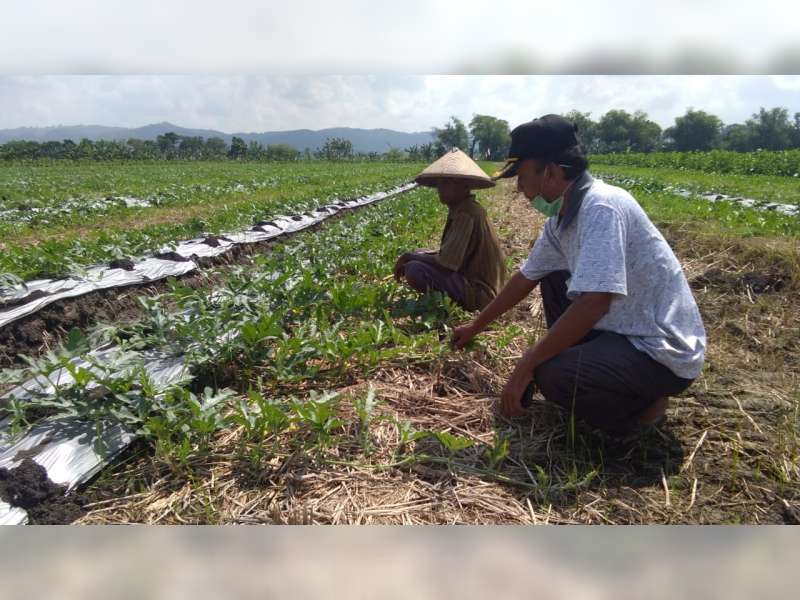 Musim Tanam Kedua, Petani di Malo Bojonegoro Pilih Tanam Semangka