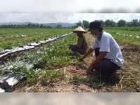 Musim Tanam Kedua, Petani di Malo Bojonegoro Pilih Tanam Semangka