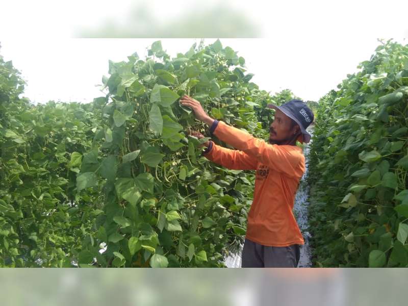 Petani di Ngasem Bojonegoro ini Mencoba Peruntungan Dengan Menanam Buncis