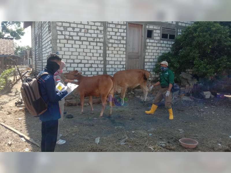 Pemkab Bojonegoro Gelar Pelayanan Kesehatan Hewan Terpadu di Kecamatan Kasiman