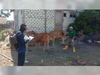 Pemkab Bojonegoro Gelar Pelayanan Kesehatan Hewan Terpadu di Kecamatan Kasiman