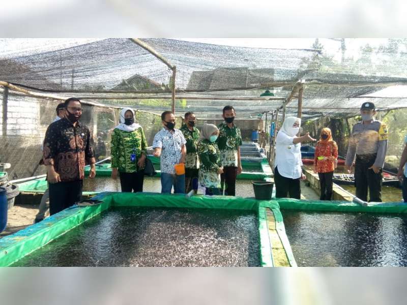 Bupati Bojonegoro Kembali Laksanakan Kunjungan dan Pembinaan pada Peternak