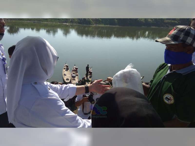 Bupati Bojonegoro Tabur 25 Ribu Benih Ikan di Sungai Bengawan Solo Desa Kabalan Kanor