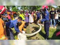 Dinas Pemadam Kebakaran Bojonegoro Evakuasi Seekor Ular Piton Sepanjang 3 Meter