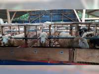 Menengok Usaha Penggemukan Kambing, Kelompok Ternak 'Tunggal Jagad' Desa Ngampal, Bojonegoro