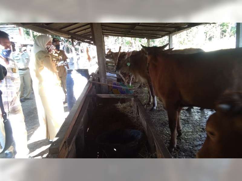 Agar Populasi Ternak di Bojonegoro Meningkat, Bupati Minta Sapi Betina Jangan Dipotong