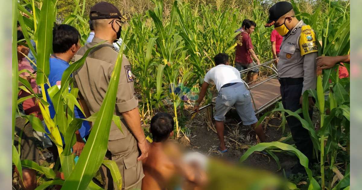 Hendak Jual Mentimun Hasil Panen Petani Di Kasiman Bojonegoro Meninggal Dunia