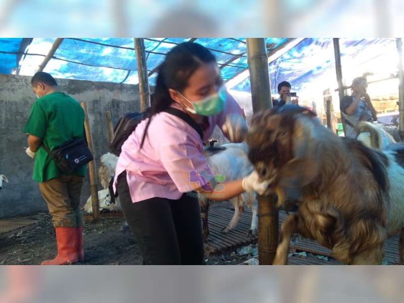 Disnakan Bojonegoro Lakukan Pemeriksaan Hewan Kurban, di Lapak Penjualan