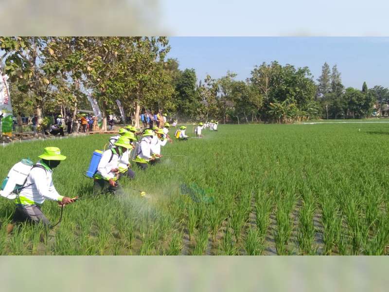 Dinas Pertanian Bojonegoro dan Petrokimia Gresik Lakukan Penyemprotan Pupuk di Lahan Petani