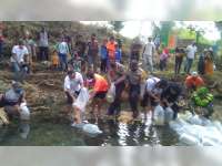 Tingkatkan Populasi Ikan, Pemdes Dander Bojonegoro Tabur 50 Ribu Bibit Ikan di Sungai