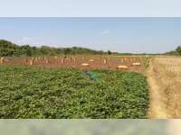 Petani di Desa Sumbangtimun Trucuk, Bojonegoro Coba Peruntungan dengan Tanam Ubi Jalar