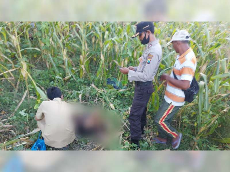 Seorang Kakek Warga Kasiman Bojonegoro, Diemukan Meninggal Dunia di Kebun Jagung