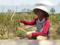 Harga Jual Anjlok, Petani Cabai di Sugihwaras Bojonegoro Merugi