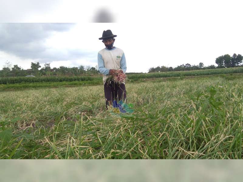 Hasil Panen Lebih Menjanjikan, Petani di Bubulan Bojonegoro Pilih Tanam Bawang Merah