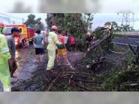 Diterjang Angin Kencang, Belasan Pohon di Jalan Raya Balen Bojonegoro, Tumbang