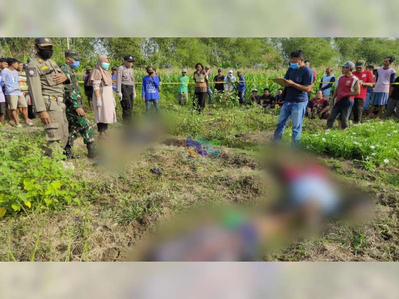 4 Orang Warga Kanor Bojonegoro, Meninggal Dunia Akibat Tersengat Listrik Jebakan Tikus di Sawah