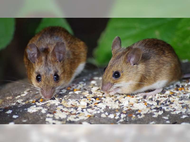 Dinas Pertanian Bojonegoro Segera Sosialisasikan Bahaya Penggunaan Jebakan Tikus